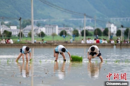 圖為5月21日，綏陽縣旺草中學(xué)學(xué)生在旺草萬畝大壩體驗插秧。唐哲 攝