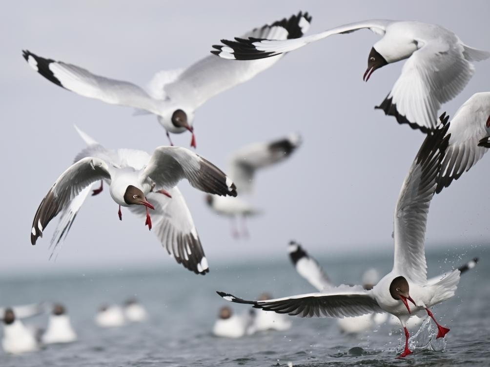 這是2023年4月13日在青海湖拍攝的棕頭鷗。新華社記者 張龍 攝