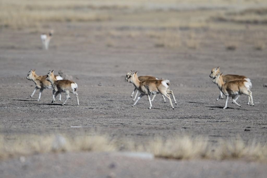 這是1月24日在青海省海北藏族自治州剛察縣哈爾蓋鎮(zhèn)境內(nèi)的草原上拍攝的普氏原羚。新華社記者 張龍 攝