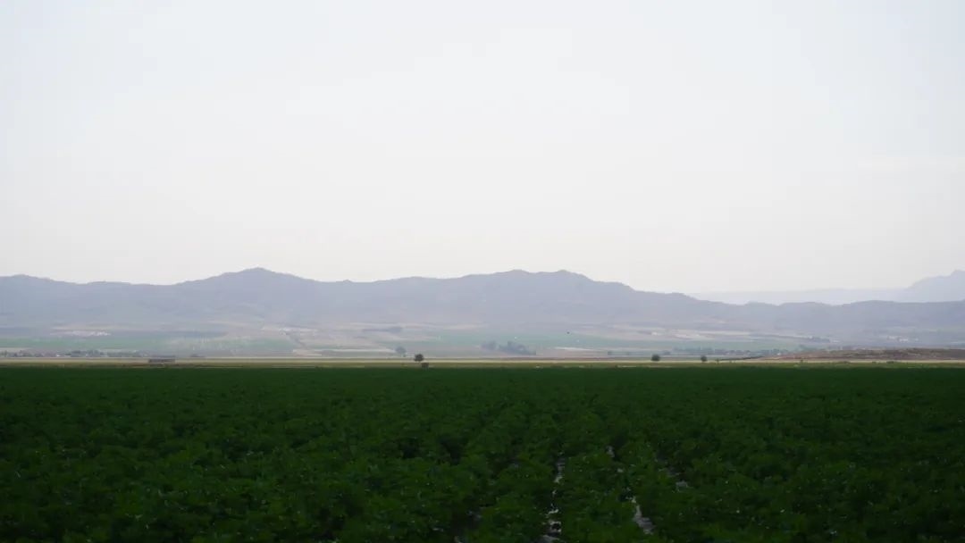 擴(kuò)列孜鎮(zhèn)采用先進(jìn)滴灌技術(shù)的棉田。曲頌攝