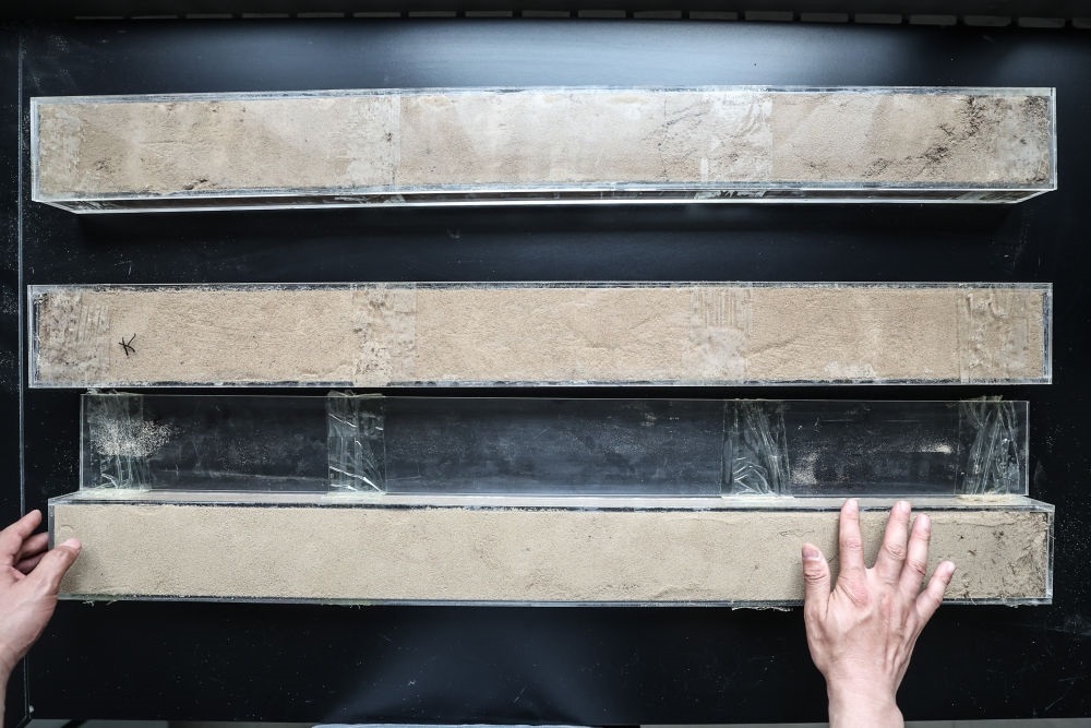 “草根博士”呂林有在遼寧省農業(yè)科學院沙地治理與利用研究所章古臺基地實驗室整理提取的沙地土壤剖面樣本（2024年5月30日攝）。新華社記者 潘昱龍 攝