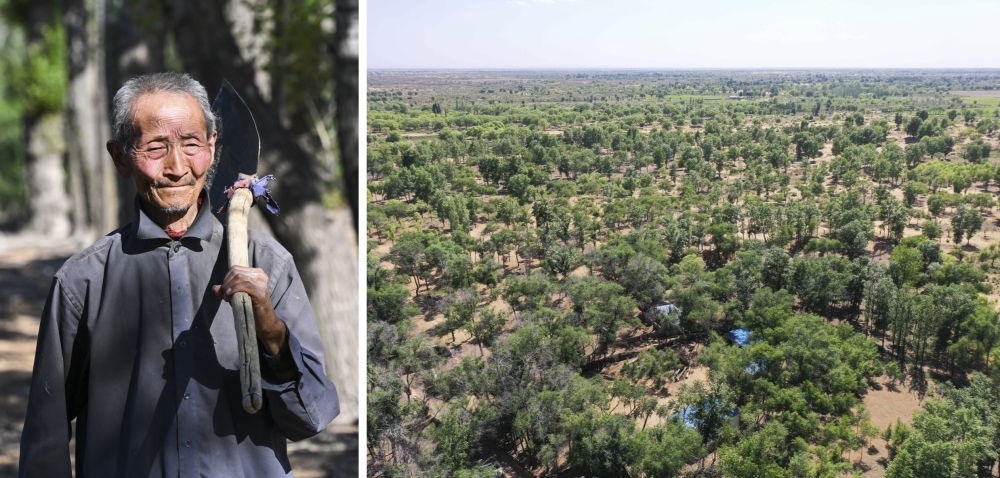 拼版照片：左圖為內蒙古鄂托克前旗呼和陶勒蓋嘎查的牧民曹扎娃出門勞作（2023年6月14日攝）；右圖為曹扎娃的承包地（2023年6月14日攝，無人機照片）。20世紀80年代，在毛烏素沙地中，曹扎娃主動承包了2300多畝沙地。這么多年來，曹扎娃堅持種樹治沙，最終將沙地變成了林海。新華社記者 劉磊 攝