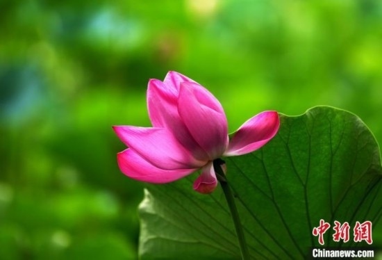 6月19日，時值一年畢業(yè)季，四川大學(xué)望江校區(qū)荷花池里的荷花盛開，成為了畢業(yè)生們的打卡圣地，吸引了眾多畢業(yè)生拍照留念。圖為盛開的荷花。中新社記者 安源 攝