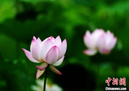 6月19日，時值一年畢業(yè)季，四川大學(xué)望江校區(qū)荷花池里的荷花盛開，成為了畢業(yè)生們的打卡圣地，吸引了眾多畢業(yè)生拍照留念。圖為盛開的荷花。中新社記者 安源 攝