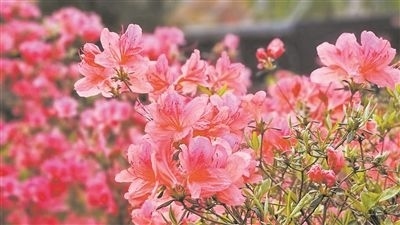 井岡山大學(xué)北區(qū)的生物園內(nèi)，一叢叢映山紅競(jìng)相怒放。井岡山大學(xué)供圖