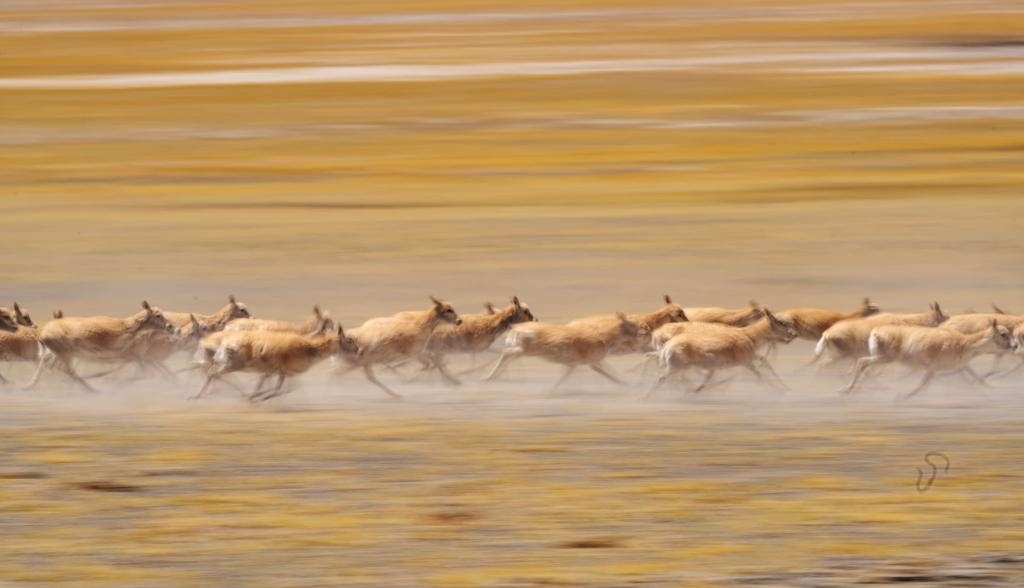 2024年6月13日，在羌塘國家級自然保護(hù)區(qū)，遷徙中的藏羚羊奔跑起來。新華社記者費茂華攝