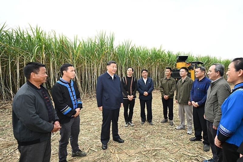 2023年12月14日，習(xí)近平總書記在廣西來賓市國家現(xiàn)代農(nóng)業(yè)產(chǎn)業(yè)園黃安優(yōu)質(zhì)“雙高”糖料蔗基地考察時，同蔗農(nóng)、農(nóng)機(jī)手和農(nóng)技人員親切交流。