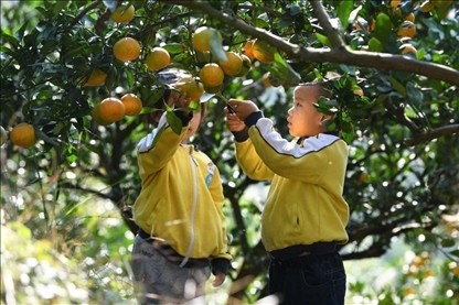 貴州黃平縣小朋友在校外勞動實(shí)踐基地采摘柑橘。