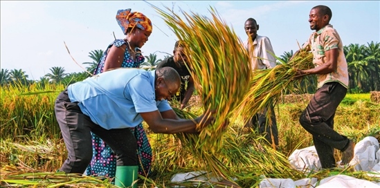 2018 年，中國(guó)農(nóng)業(yè)專(zhuān)家組在布隆迪布班扎省吉漢加縣設(shè)立首個(gè)水稻減貧示范村。圖為當(dāng)?shù)剞r(nóng)戶(hù)在稻田里給雜交水稻脫粒（2023 年 6 月 20 日攝） 韓旭攝 / 本刊