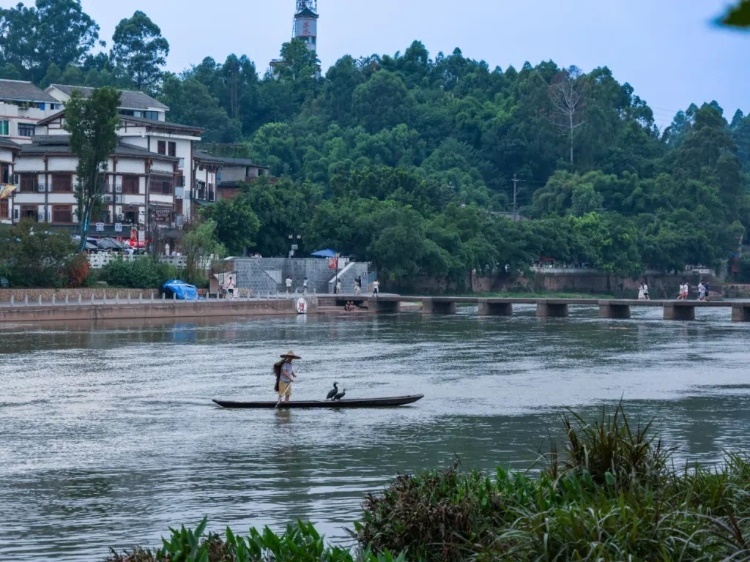 蘇稽古鎮(zhèn)的漁民在進(jìn)行魚鷹捕魚表演。本報(bào)記者 伊霄攝