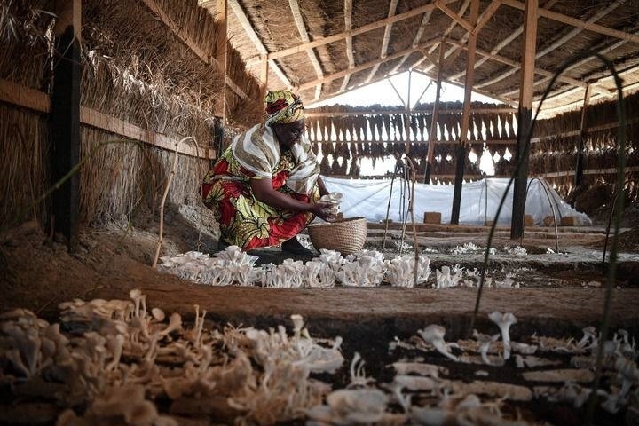 2024年2月6日，在中非共和國達馬拉，法蒂瑪在菇棚內(nèi)收獲菌草菇。2022年，法蒂瑪在聽說中國菌草專家在班吉傳授技術后主動前往學習，從一間小菌棚起步，逐漸擴大為如今小有名氣的合作社。新華社記者 韓旭 攝