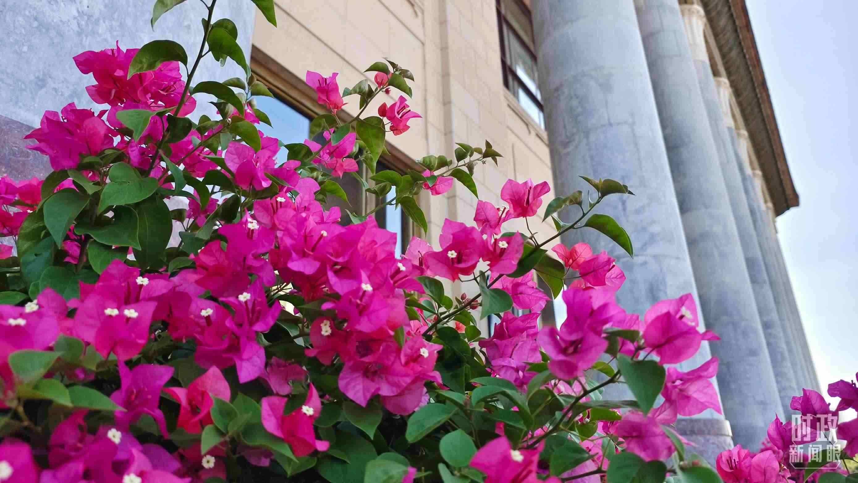 △人民大會堂外花團錦簇。（總臺央視記者韓銳拍攝）