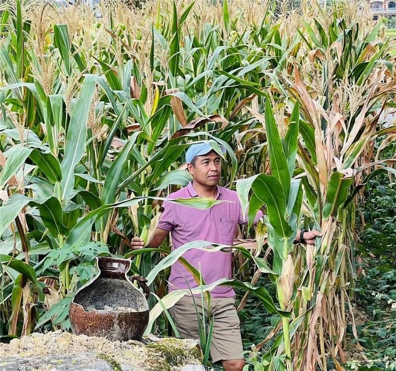 不是攀登石林高臺，就是鉆入玉米莊稼地，吉爾吉斯斯坦《自由之山報》總編輯納拉雷·阿桑巴耶夫“身手不凡”，與生長旺盛的玉米構(gòu)成了花茂村的鄉(xiāng)間野趣。（張亞欣攝）