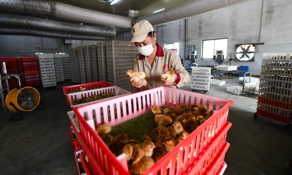 在文昌市的海南（潭牛）文昌雞股份有限公司孵化廠，工人在挑選文昌雞苗。新華社記者楊冠宇 攝