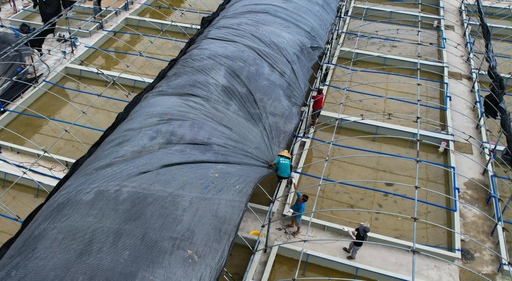 在文昌市翁田鎮(zhèn)的海興農(nóng)翁田蝦苗場(chǎng)，工人重新鋪設(shè)頂棚。無人機(jī)照片，新華社記者楊冠宇 攝