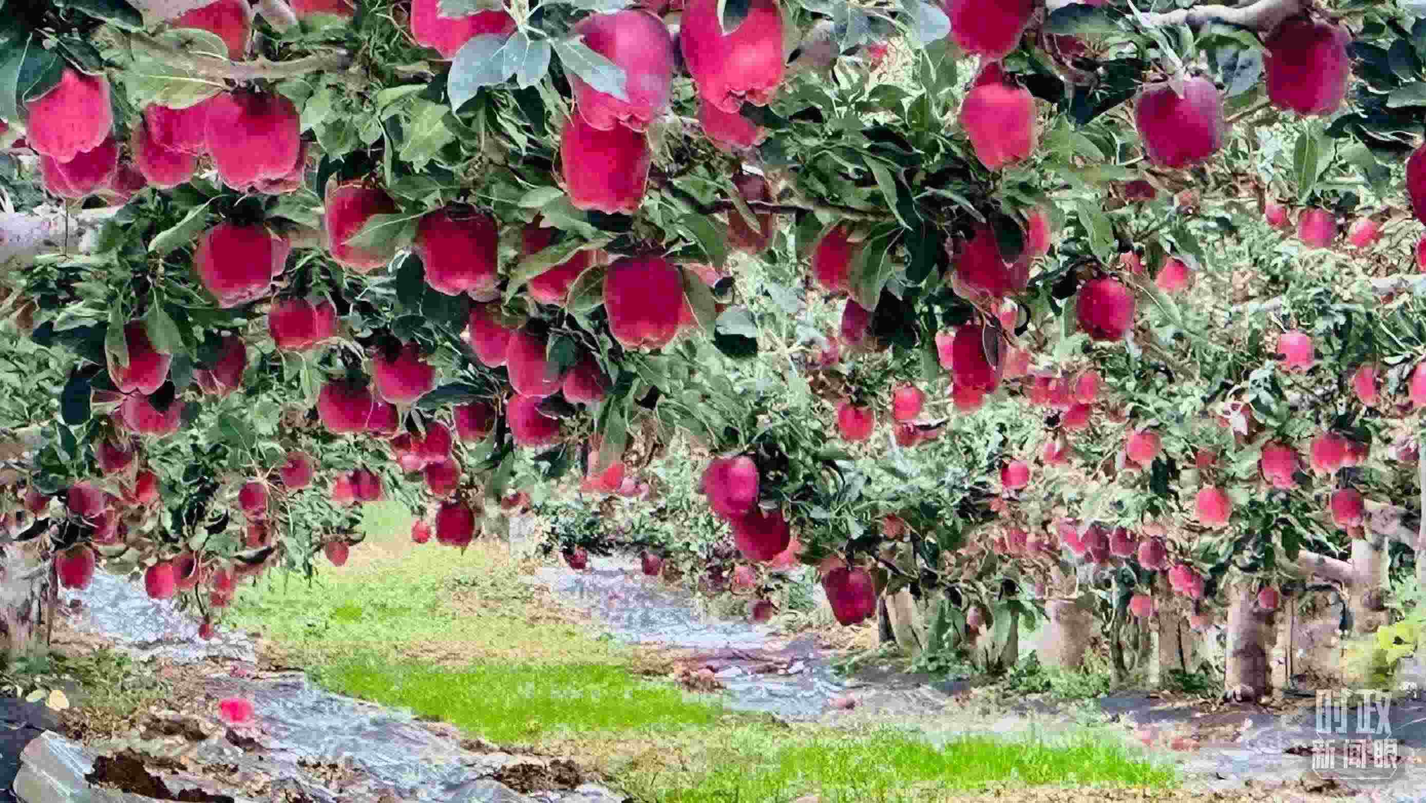 △ 麥積區(qū)南山花牛蘋果基地。（總臺央視記者范一鳴拍攝）