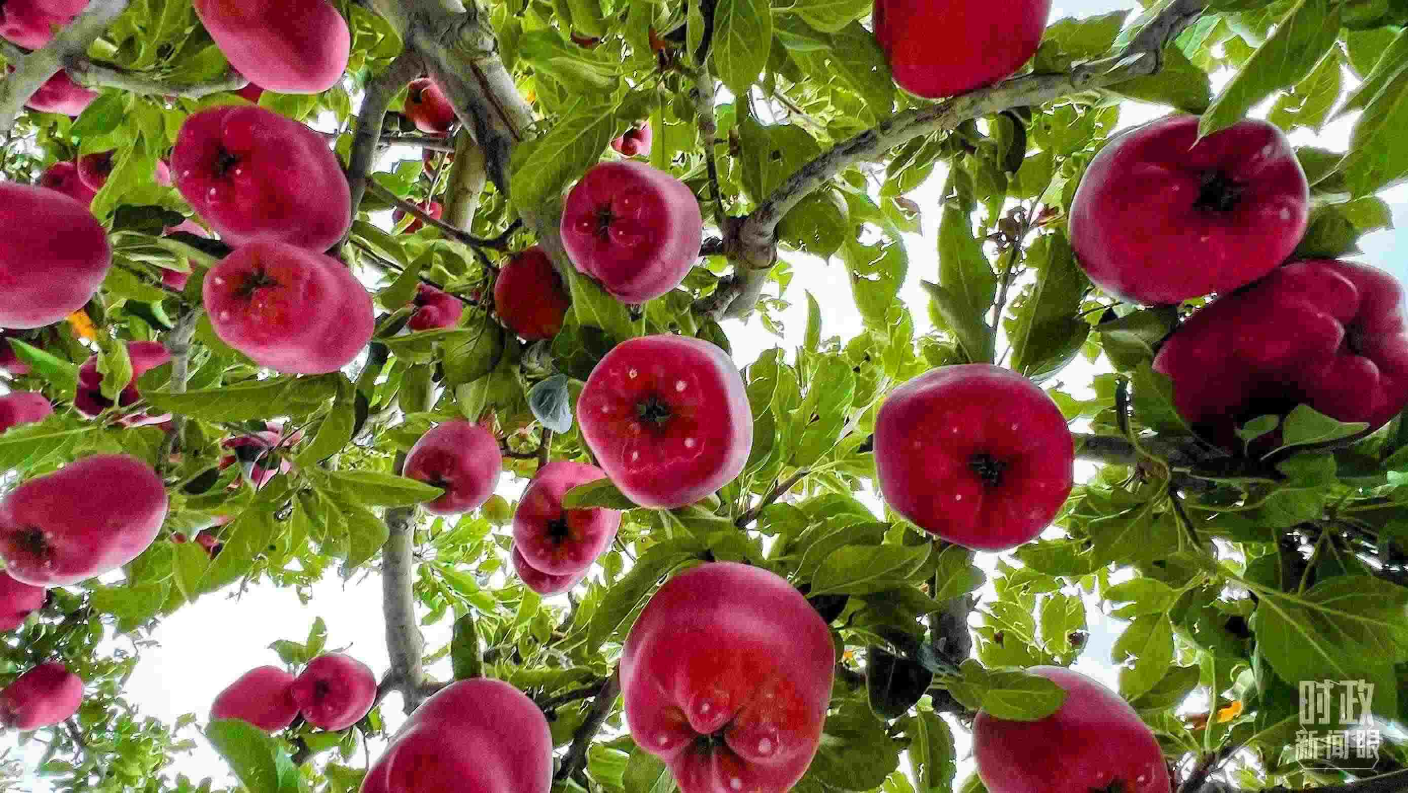 △ 麥積區(qū)南山花牛蘋果基地。（總臺央視記者程鋮拍攝）