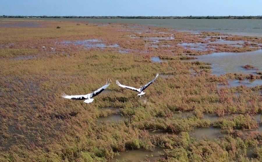 2024年8月28日，丹頂鶴在黃河三角洲國(guó)家級(jí)自然保護(hù)區(qū)展翅翱翔（無人機(jī)照片）。新華社記者 徐速繪 攝