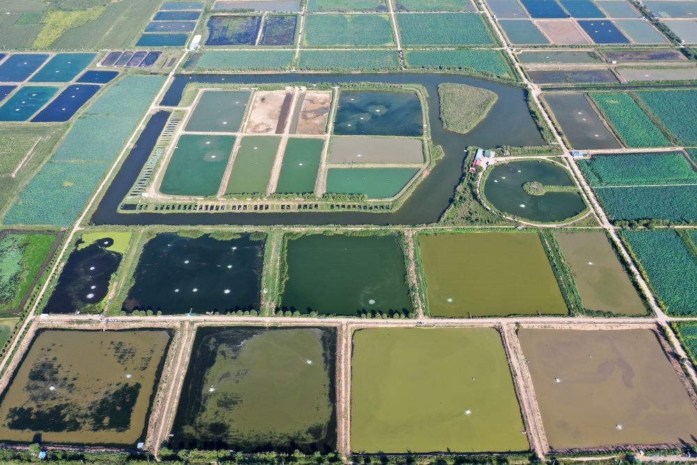2024年8月13日在山西省臨猗縣薛公村拍攝的蟹塘（無人機(jī)照片）。薛公村位于黃河岸邊，有5000多畝黃河灘涂和近5000畝荒溝。當(dāng)?shù)赝ㄟ^將荒溝和灘涂進(jìn)行整合，發(fā)展特色水產(chǎn)養(yǎng)殖，讓守著黃河水、住在黃河灘的薛公村村民有了新的致富路。
