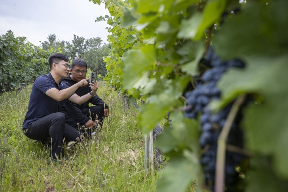 2024年8月15日，技術(shù)人員（左）和工作人員在寧夏銀川市西夏區(qū)的一個葡萄園工作。為推動黃河流域生態(tài)保護(hù)和高質(zhì)量發(fā)展先行區(qū)建設(shè)，銀川市積極打造高標(biāo)準(zhǔn)葡萄園，借助各種傳感器監(jiān)測釀酒葡萄的生長狀態(tài)，實現(xiàn)精準(zhǔn)灌溉，從而高效節(jié)約黃河水。