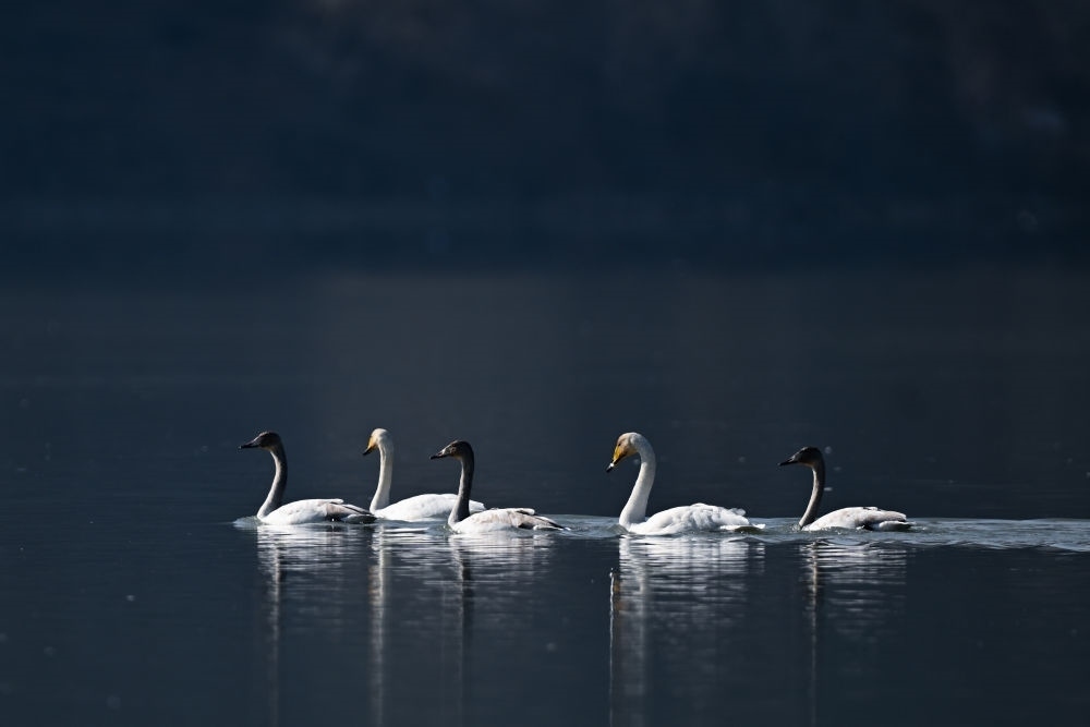 2023年11月30日，天鵝在青海省海東市化隆回族自治縣群科鎮(zhèn)境內(nèi)的黃河上游弋。近年來，青海省加大力度保護(hù)治理境內(nèi)黃河流域，改善當(dāng)?shù)厣鷳B(tài)環(huán)境，為越冬候鳥提供良好棲息地。