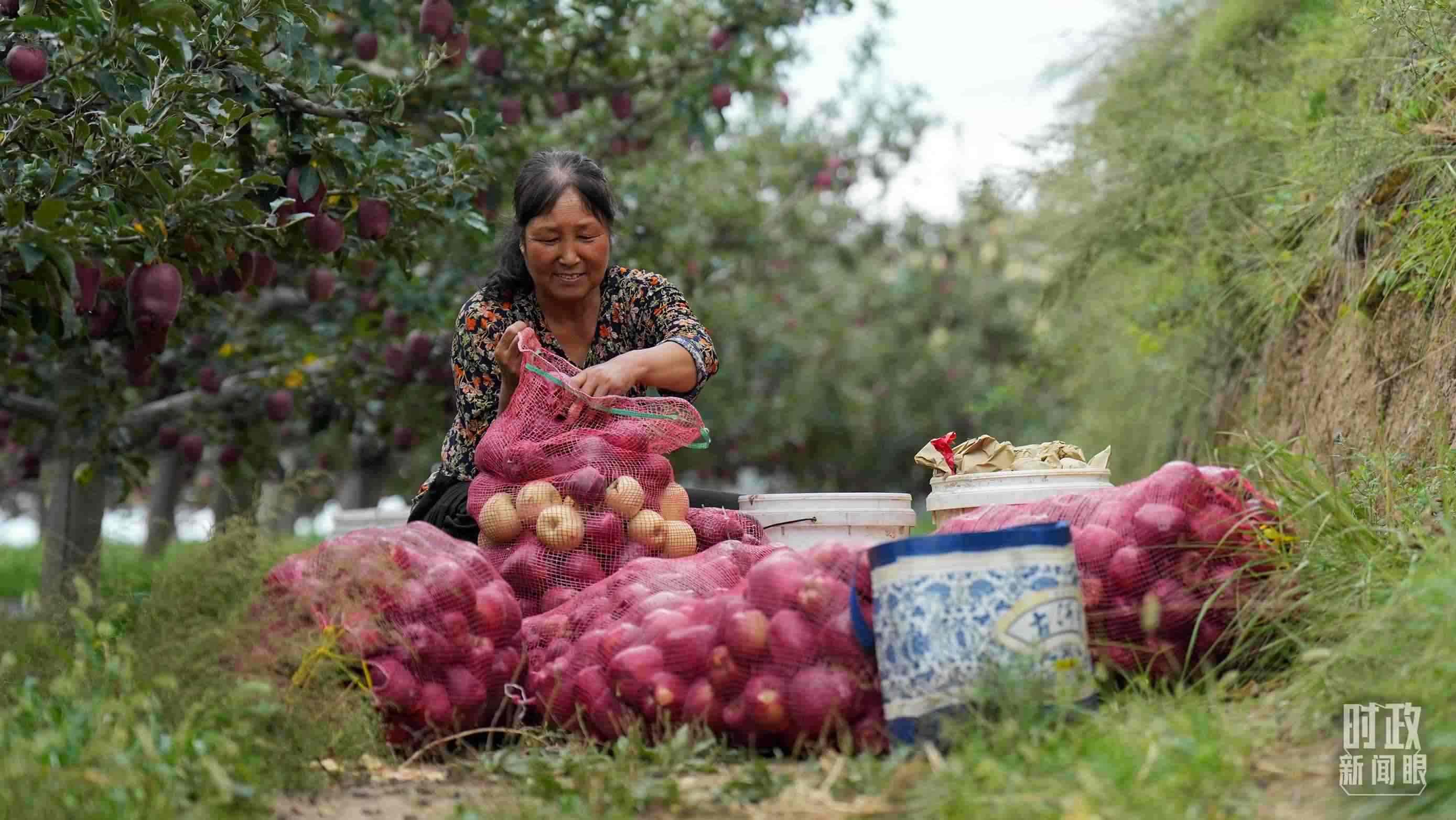 △南山花牛蘋果基地在2023年帶動9000多戶村民實現(xiàn)增收。（總臺國廣記者李晉拍攝）