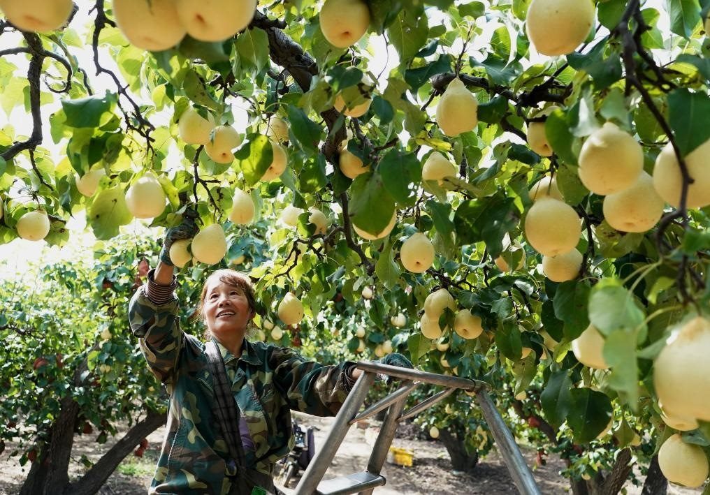 9月13日，河北省晉州市的農(nóng)民在果園采摘鴨梨。新華社記者楊世堯 攝