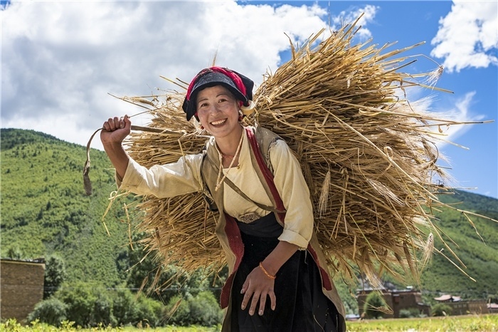 康定市甲根壩鎮(zhèn)青稞豐收，農(nóng)牧民臉上洋溢著豐收的喜悅。林革文攝