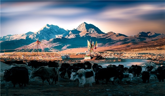 雅拉雪山上的牦牛群。蕭旺擺攝