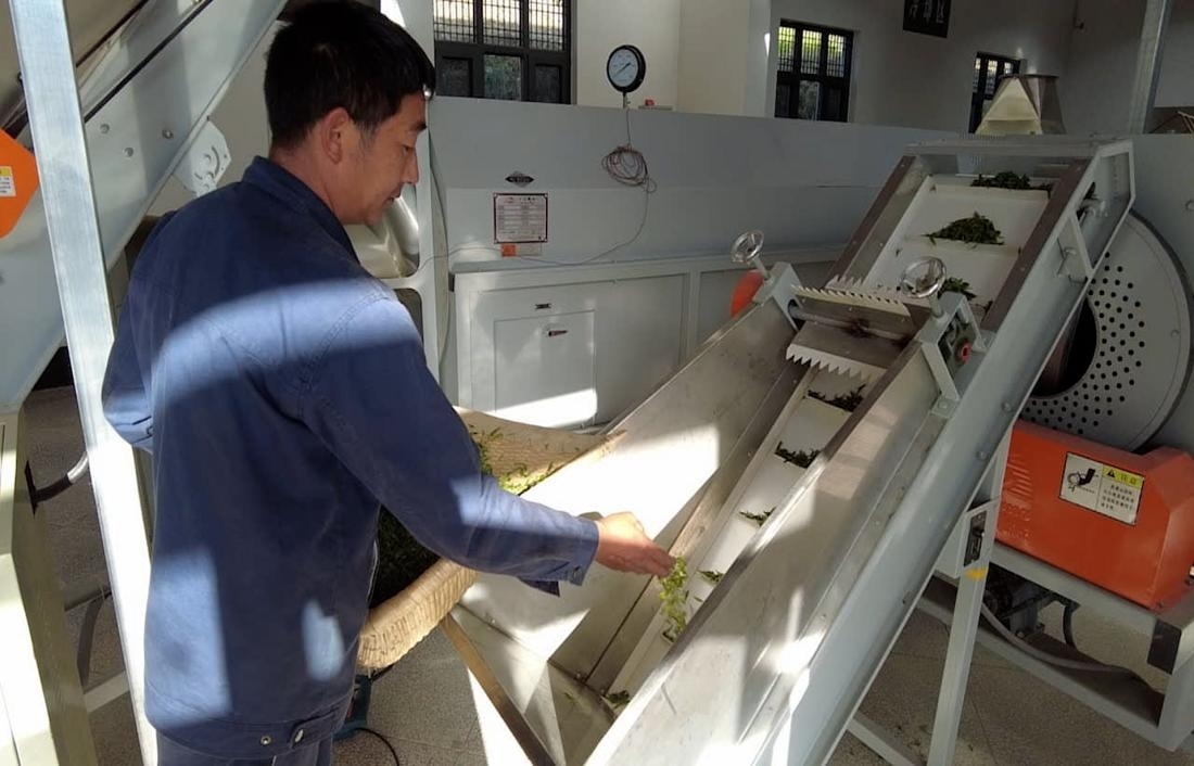  茶廠工人正在查看茶青質(zhì)量。 受訪者供圖