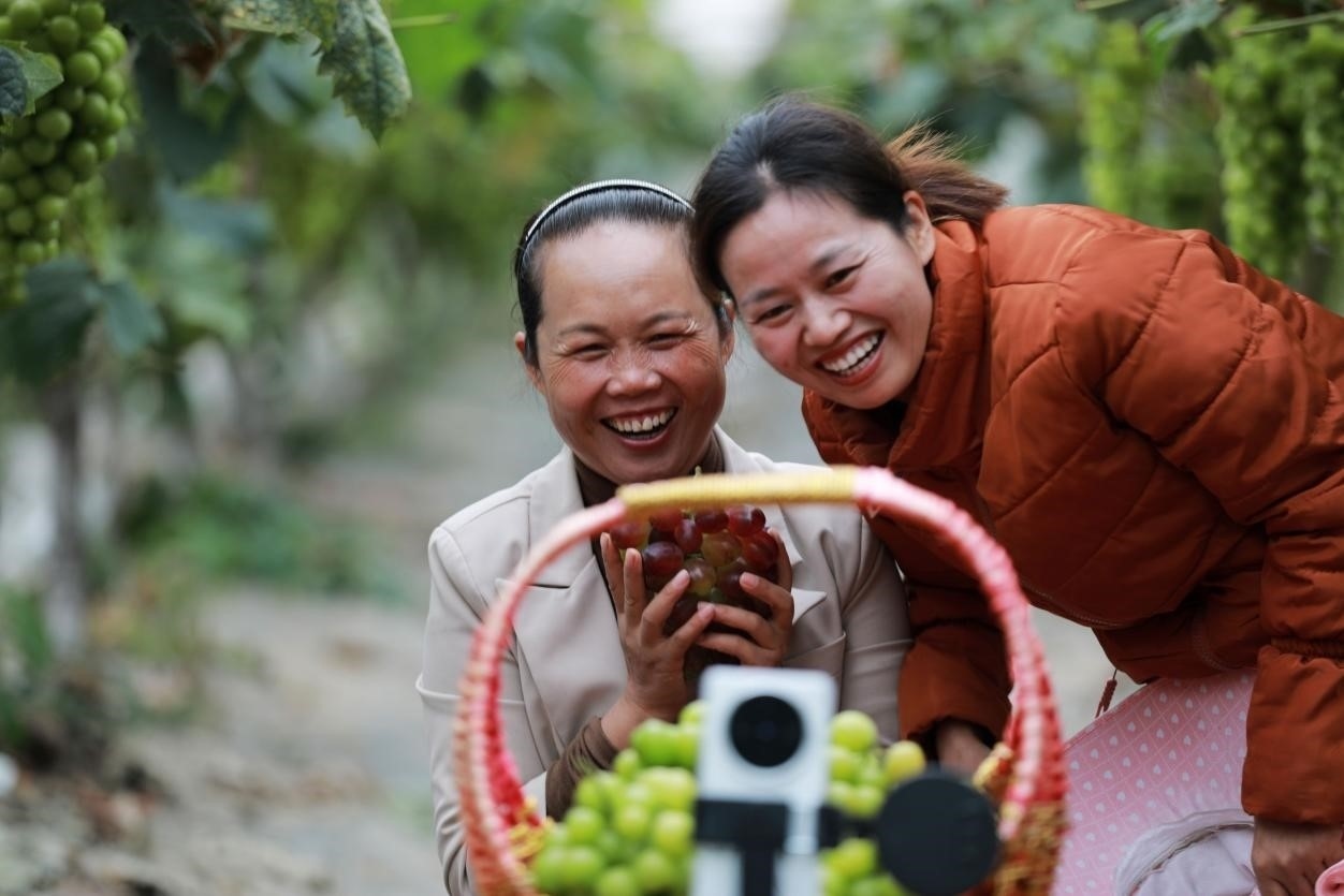 2024年10月6日，果農(nóng)在貴州省黔西市金碧鎮(zhèn)新蘭村葡萄園里進(jìn)行直播銷(xiāo)售。來(lái)源：人民圖片