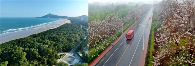 拼版照片：左圖為位于東山縣金鑾灣沿岸的木麻黃防護(hù)林帶（無人機(jī)照片，新華社記者 姜克紅 攝）；右圖為2021年4月20日在蘭考縣焦裕祿干部學(xué)院附近拍攝的泡桐花（無人機(jī)照片，新華社記者 郝源 攝）。