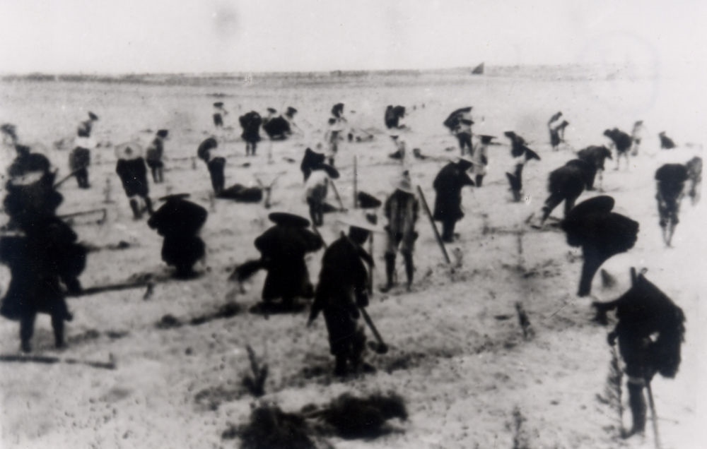 上世紀(jì)東山百姓在沙灘造林（資料照片）。