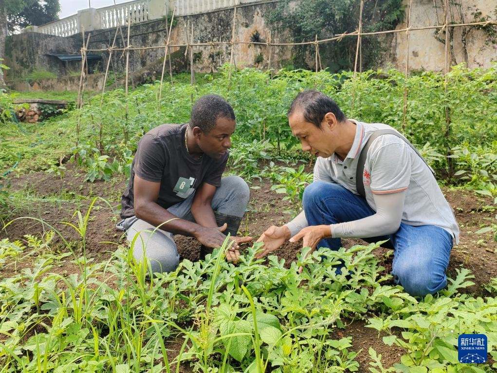 中國援圣普農(nóng)牧業(yè)技術(shù)項目組專家彭杰（右）在圣多美和普林西比的梅佐希大區(qū)指導蔬菜種植戶改善田間管理技術(shù)（2024年1月25日攝）。新華社發(fā)（中國援圣普農(nóng)技組供圖）