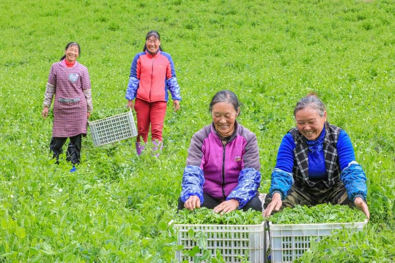 在四川省阿壩藏族羌族自治州馬爾康市馬爾康鎮(zhèn)納足村，當(dāng)季蔬菜喜獲豐收，群眾正在忙著采收、裝箱供應(yīng)市場。來源：人民圖片
