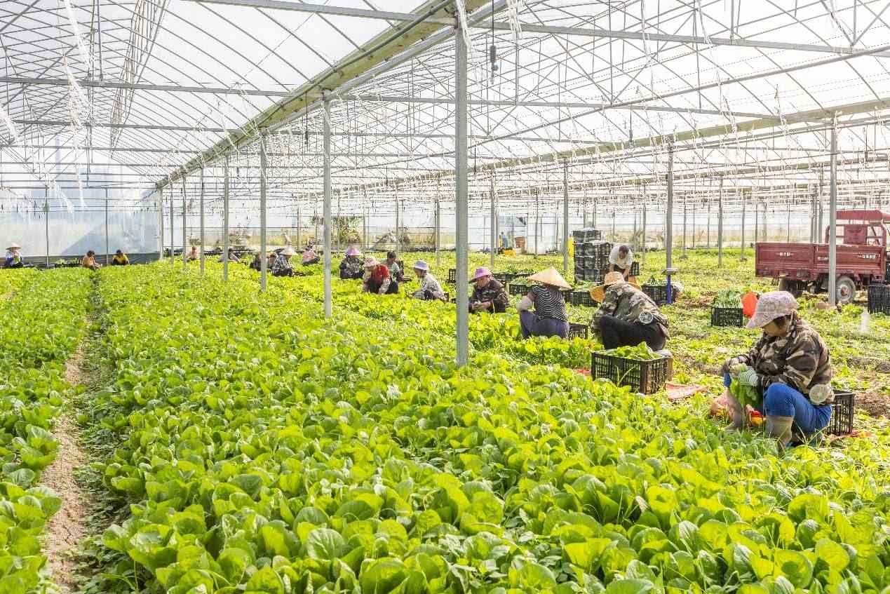 2024年10月8日，在廣西梧州市蒙山縣文圩鎮(zhèn)大明村一個大棚蔬菜基地內(nèi)，民工在采摘、包裝包心菜，準(zhǔn)備運銷外地。來源：人民圖片