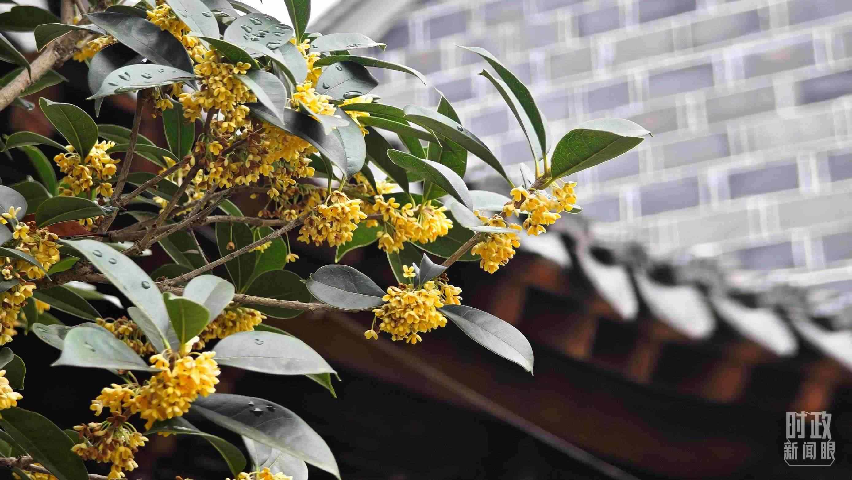 △六尺巷。（總臺央視記者趙化、彭漢明拍攝）