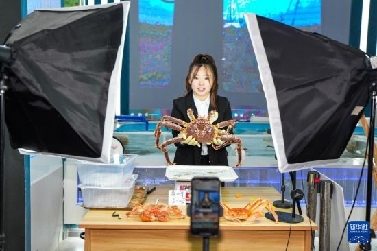 9月20日，在吉林省琿春市的帝王蟹保稅店內(nèi)，工作人員進(jìn)行網(wǎng)絡(luò)直播售賣帝王蟹。新華社記者 許暢 攝