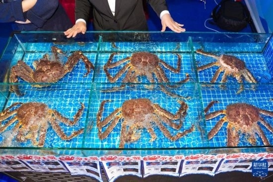 這是9月19日拍攝的吉林省琿春市一商家所售賣的帝王蟹。新華社記者 許暢 攝