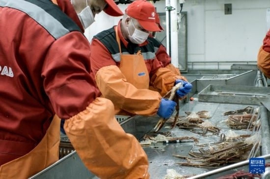 俄羅斯蟹業(yè)集團(tuán)的工作人員在生產(chǎn)線上加工產(chǎn)品（資料照片）。新華社發(fā)（俄羅斯蟹業(yè)集團(tuán)供圖）