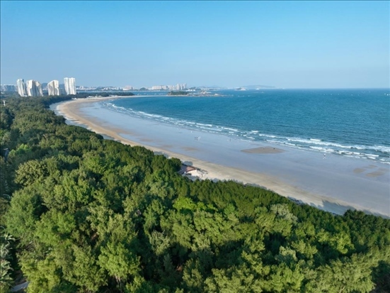 郁郁蔥蔥的東山縣沿海防護林（無人機拍攝）。新華社記者 姜克紅 攝