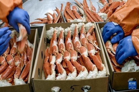俄羅斯蟹業(yè)集團(tuán)的工作人員在生產(chǎn)線上加工產(chǎn)品（資料照片）。新華社發(fā)（俄羅斯蟹業(yè)集團(tuán)供圖）