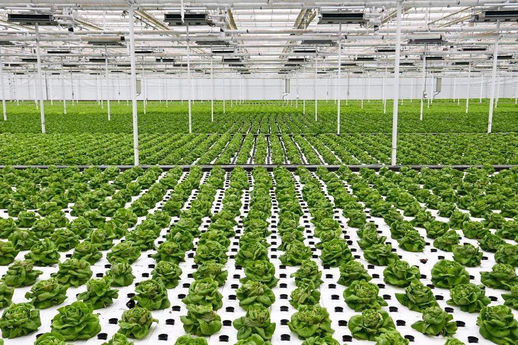 10月26日，楊凌智慧農(nóng)業(yè)示范園智慧溫室內(nèi)通過無土栽培技術(shù)種植的蔬菜。新華社記者 鄒競一 攝