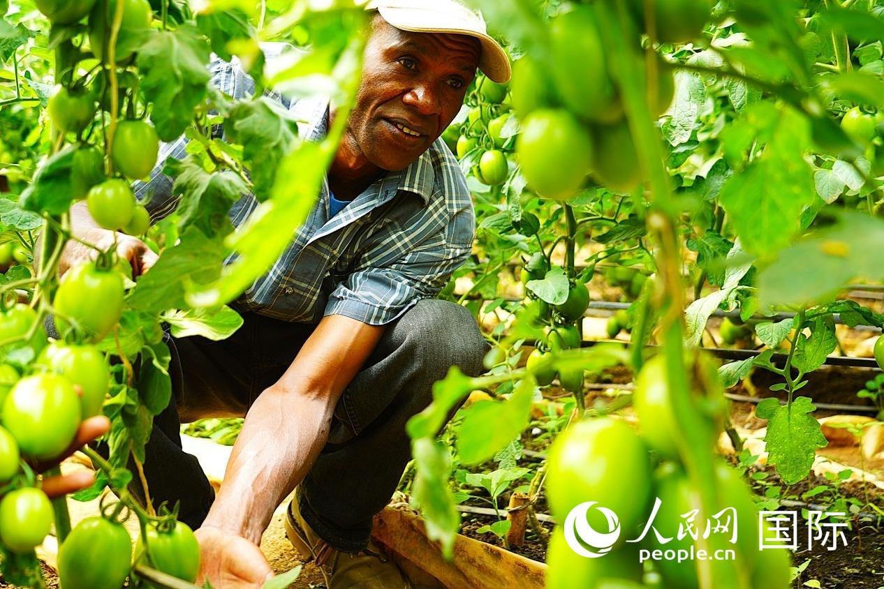 肯尼亞納庫(kù)魯郡，當(dāng)?shù)剞r(nóng)民喬納·卡蘭賈家的溫室大棚里，番茄長(zhǎng)勢(shì)喜人。人民網(wǎng)記者 黃煒鑫攝