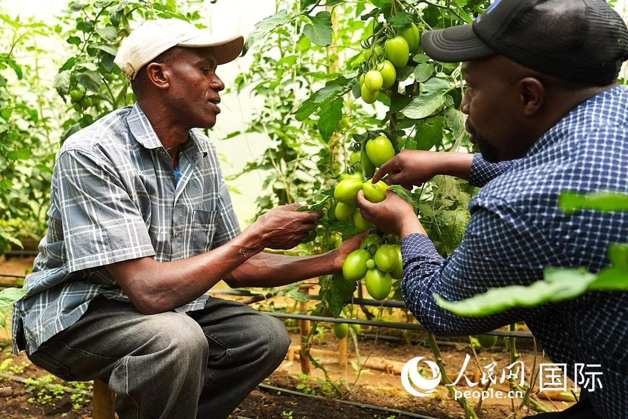 肯尼亞納庫(kù)魯郡，埃格頓大學(xué)園藝學(xué)專(zhuān)家史蒂芬·吉藤古在溫室大棚里指導(dǎo)當(dāng)?shù)剞r(nóng)民喬納·卡蘭賈種植番茄。人民網(wǎng)記者 黃煒鑫攝