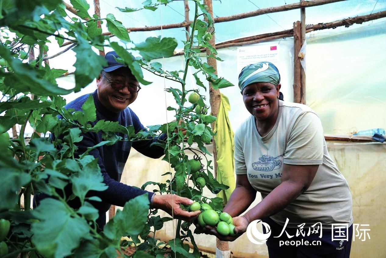 肯尼亞納庫(kù)魯郡，南京農(nóng)業(yè)大學(xué)援非專(zhuān)家劉高瓊和當(dāng)?shù)剞r(nóng)民瑪麗·姆旺吉在溫室大棚里查看番茄種植情況。人民網(wǎng)記者 黃煒鑫攝
