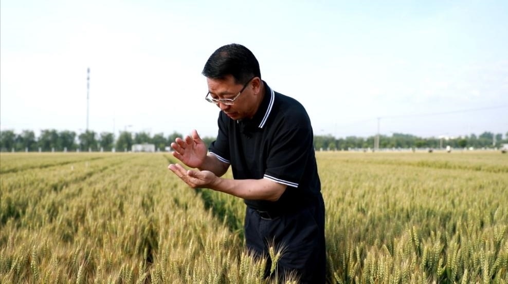 張福鎖在曲周查看小麥長(zhǎng)勢(shì)。受訪者供圖