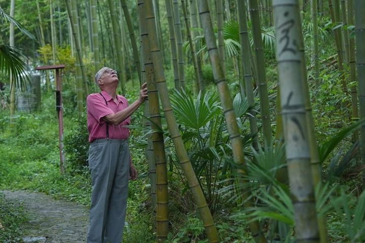 奈斯在莫干山的竹林里散步。