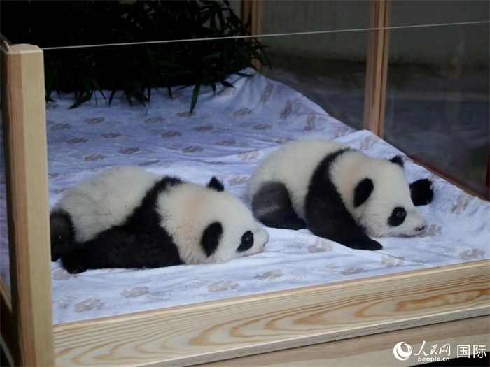 柏林動(dòng)物園的明星“夢好”與“夢甜”。人民網(wǎng) 肖晶攝