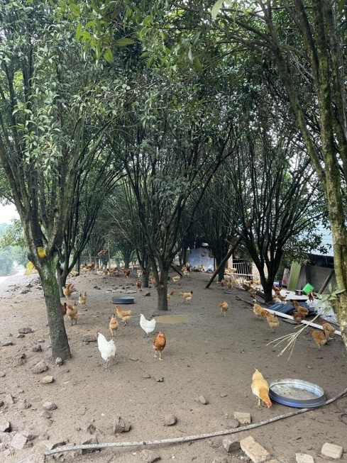 桂花林里的桂飛雞。劉軍國攝